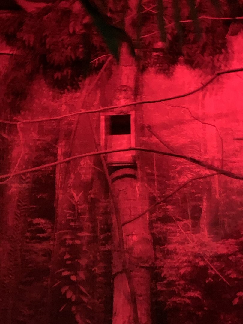 Screech Owl Birds World