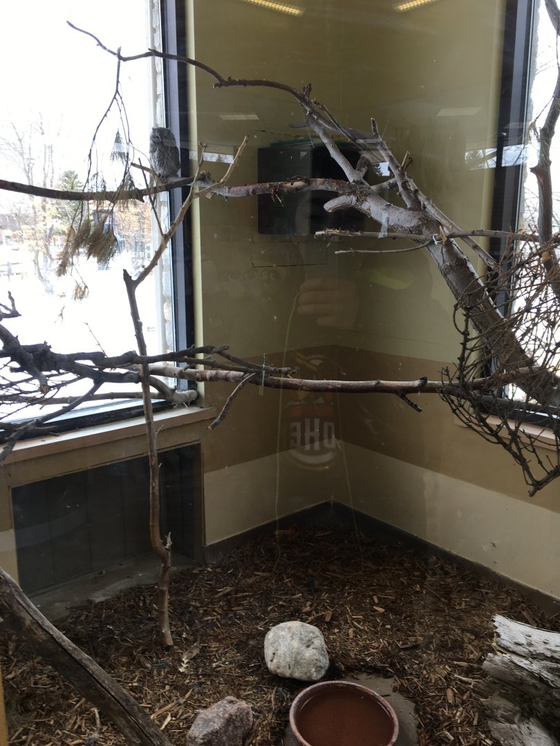 Screech Owl Exhibit