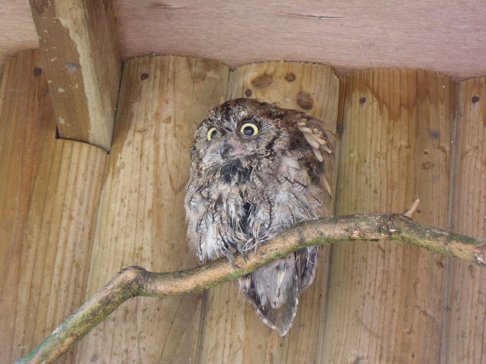 Screech Owl
