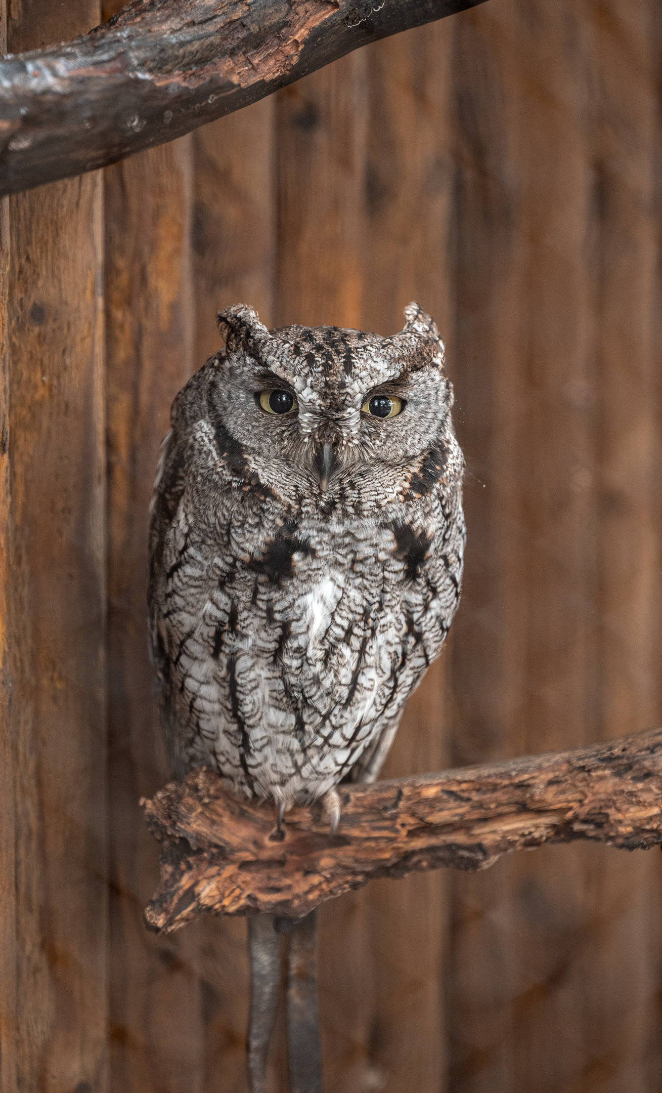 Screech Owl