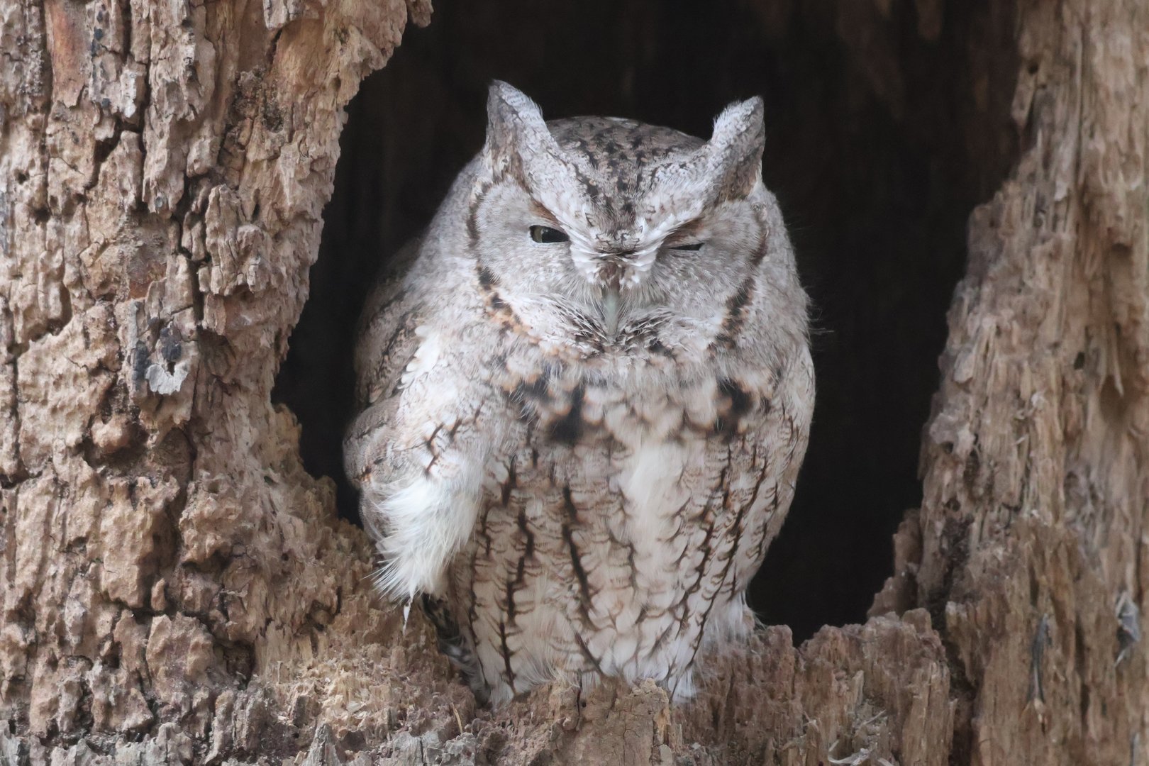 Screech Owl