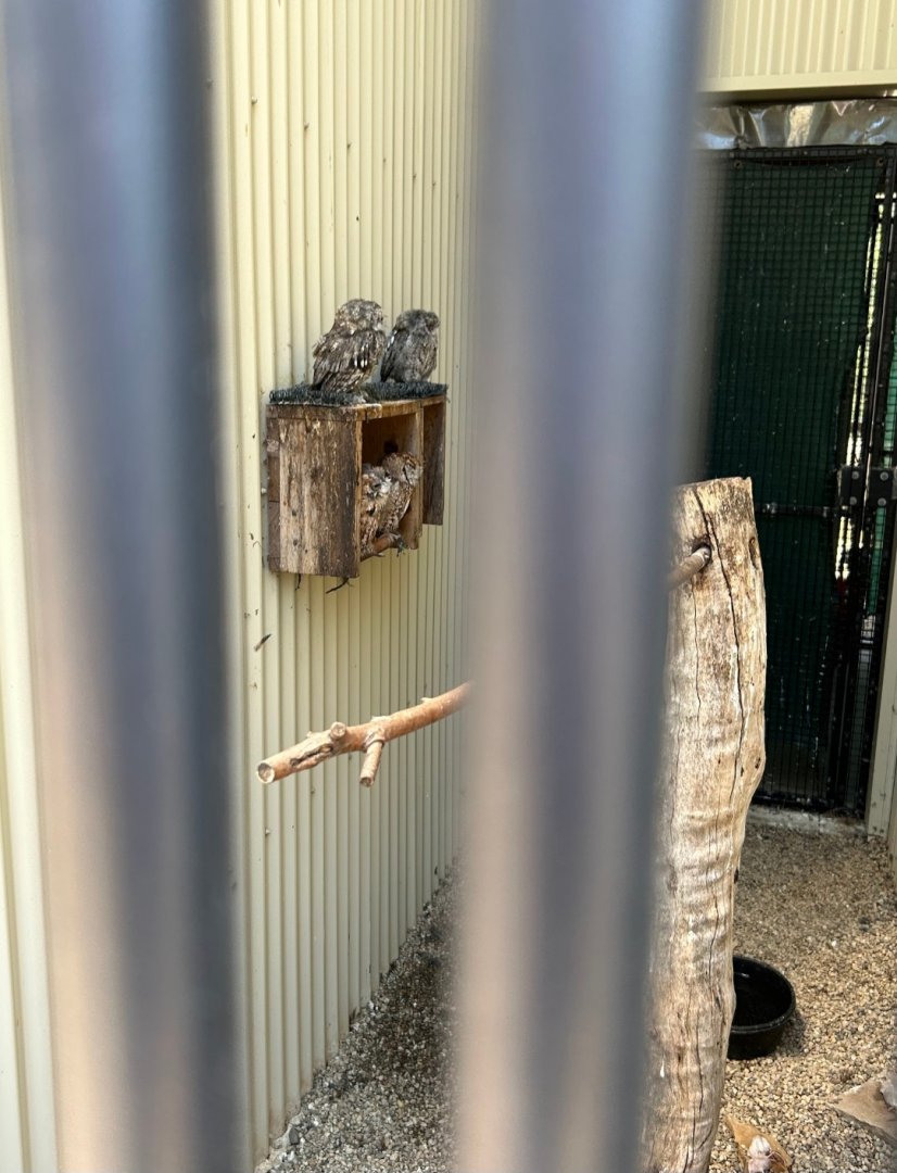 Screech Quartet (Outdoor Discovery Center, Holland, MI, 8/8/25)