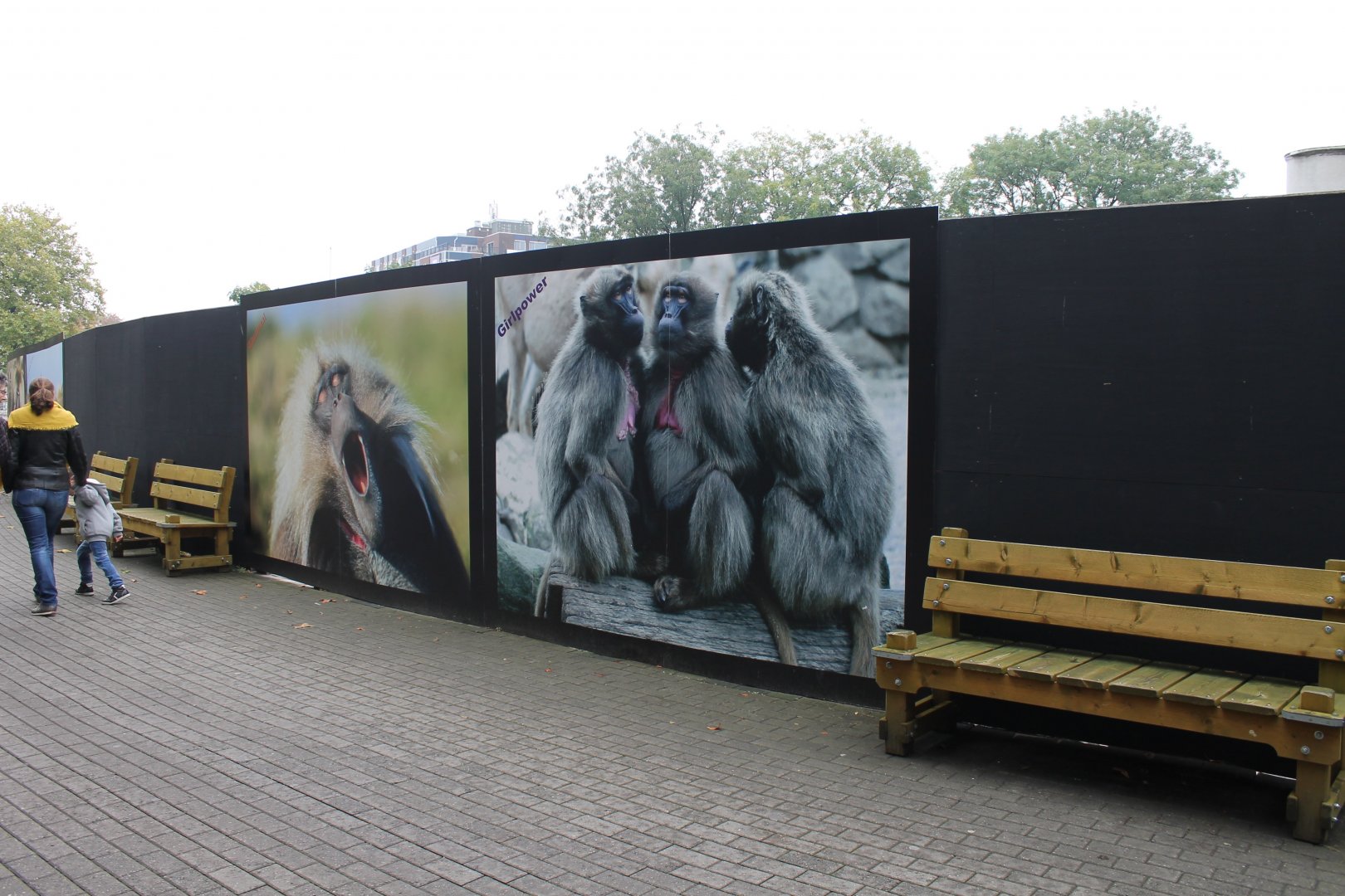 Screen covering Building-site new Gelada-enclosure