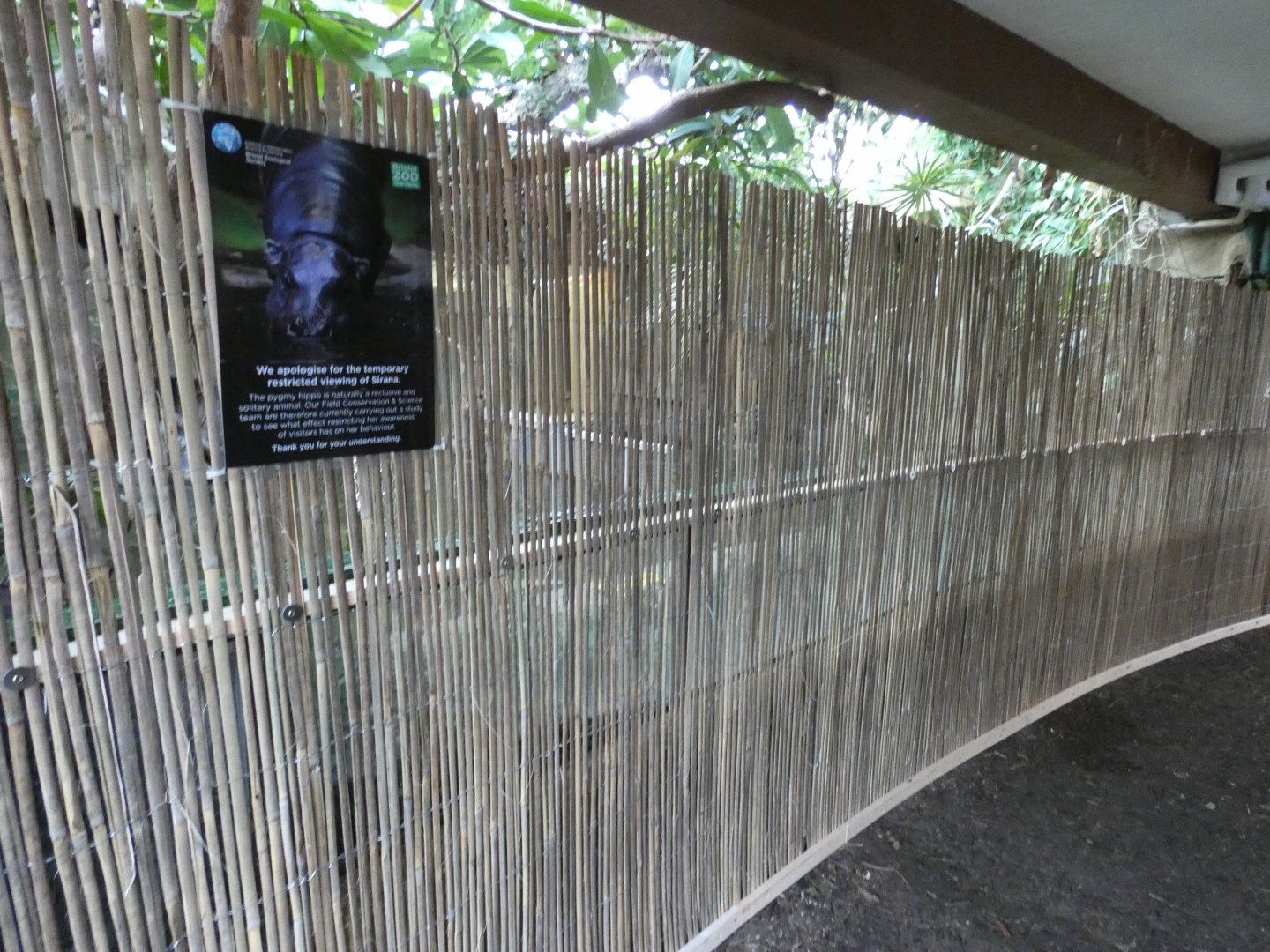 Screen in Pygmy Hippo house