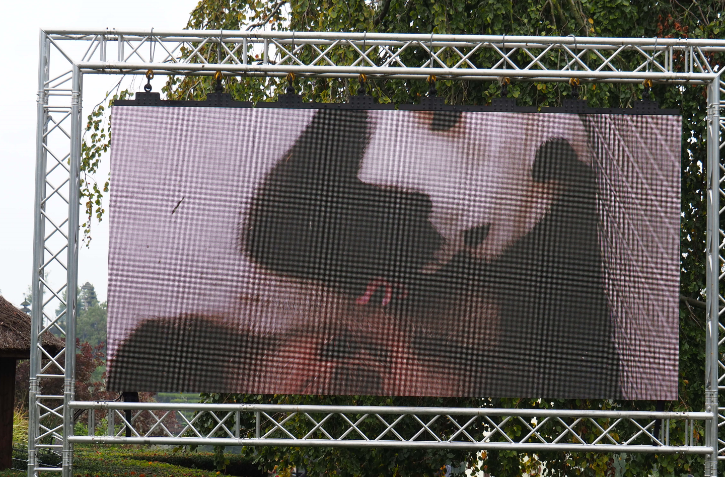 Screen showing clips of the recent giant panda twin birth, 2019-10-05