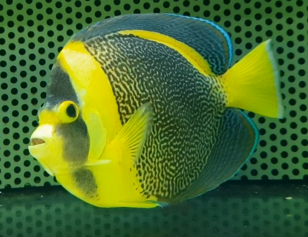 Scribbled angelfish - Chaetodontoplus duboulayi