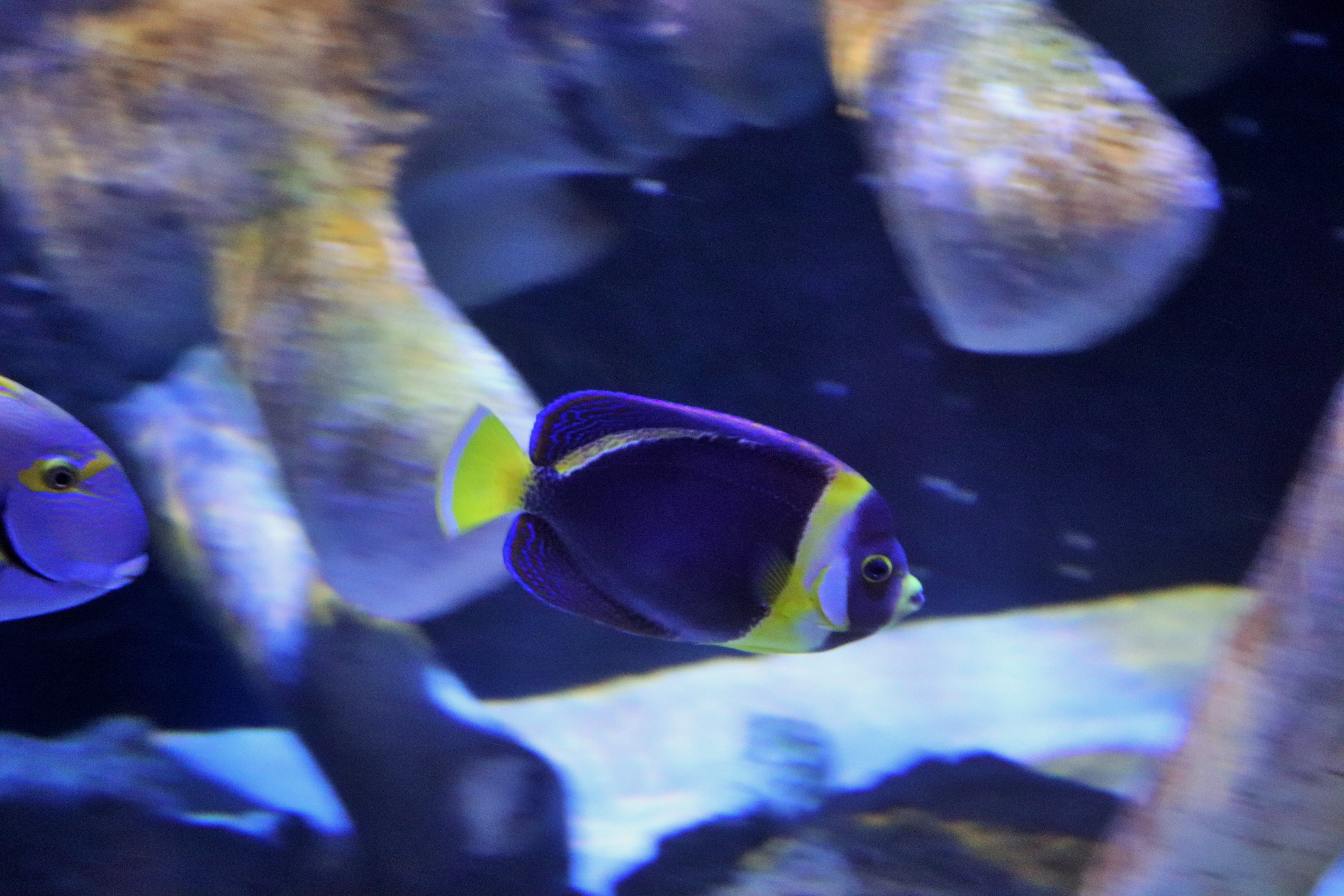 Scribbled Angelfish (Chaetodontoplus duboulayi)