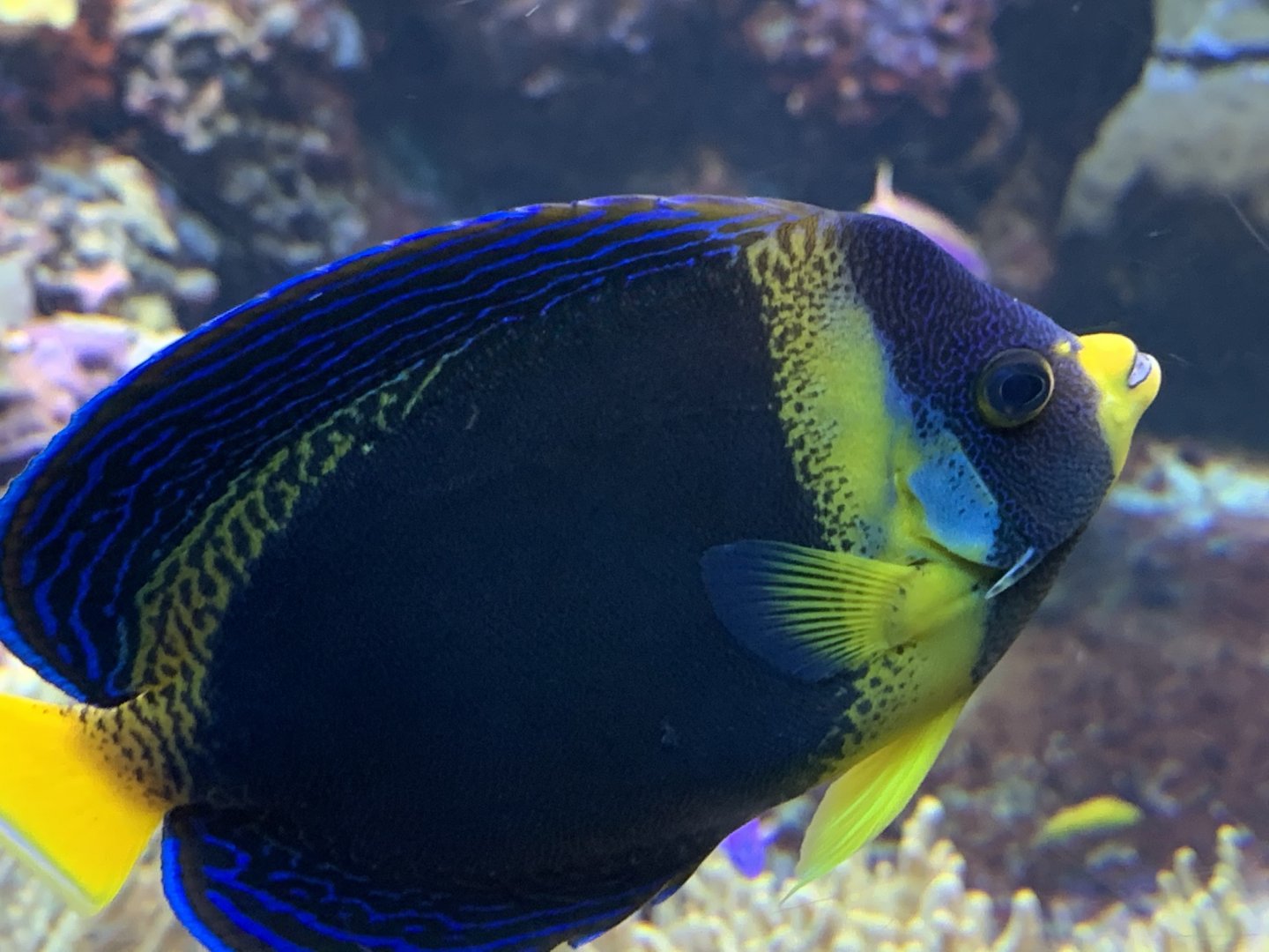 Scribbled Angelfish (Chaetodontoplus duboulayi)