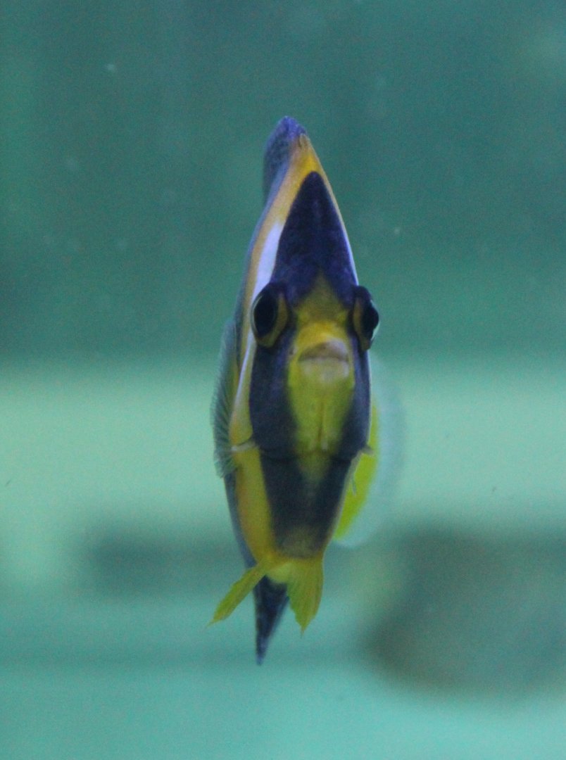 Scribbled angelfish - Chaetodontoplus duboulayi