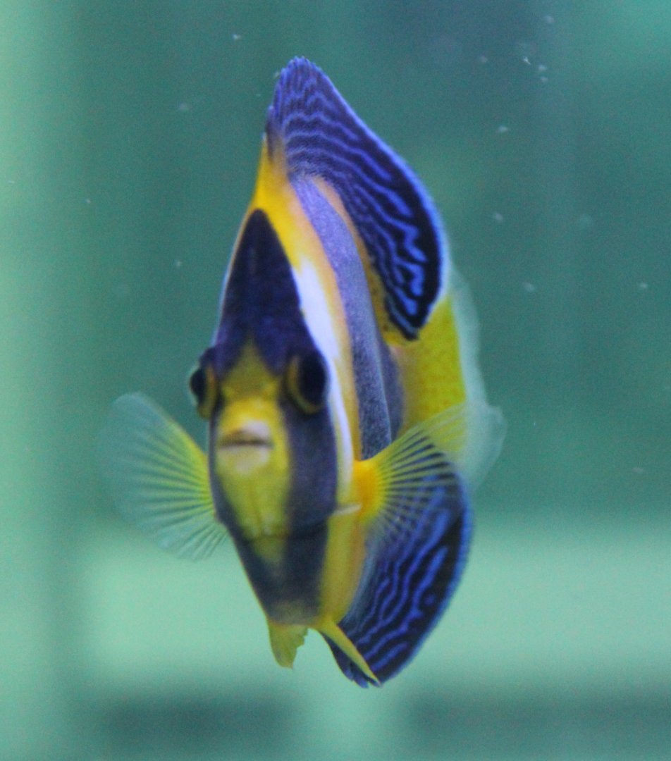 Scribbled angelfish - Chaetodontoplus duboulayi