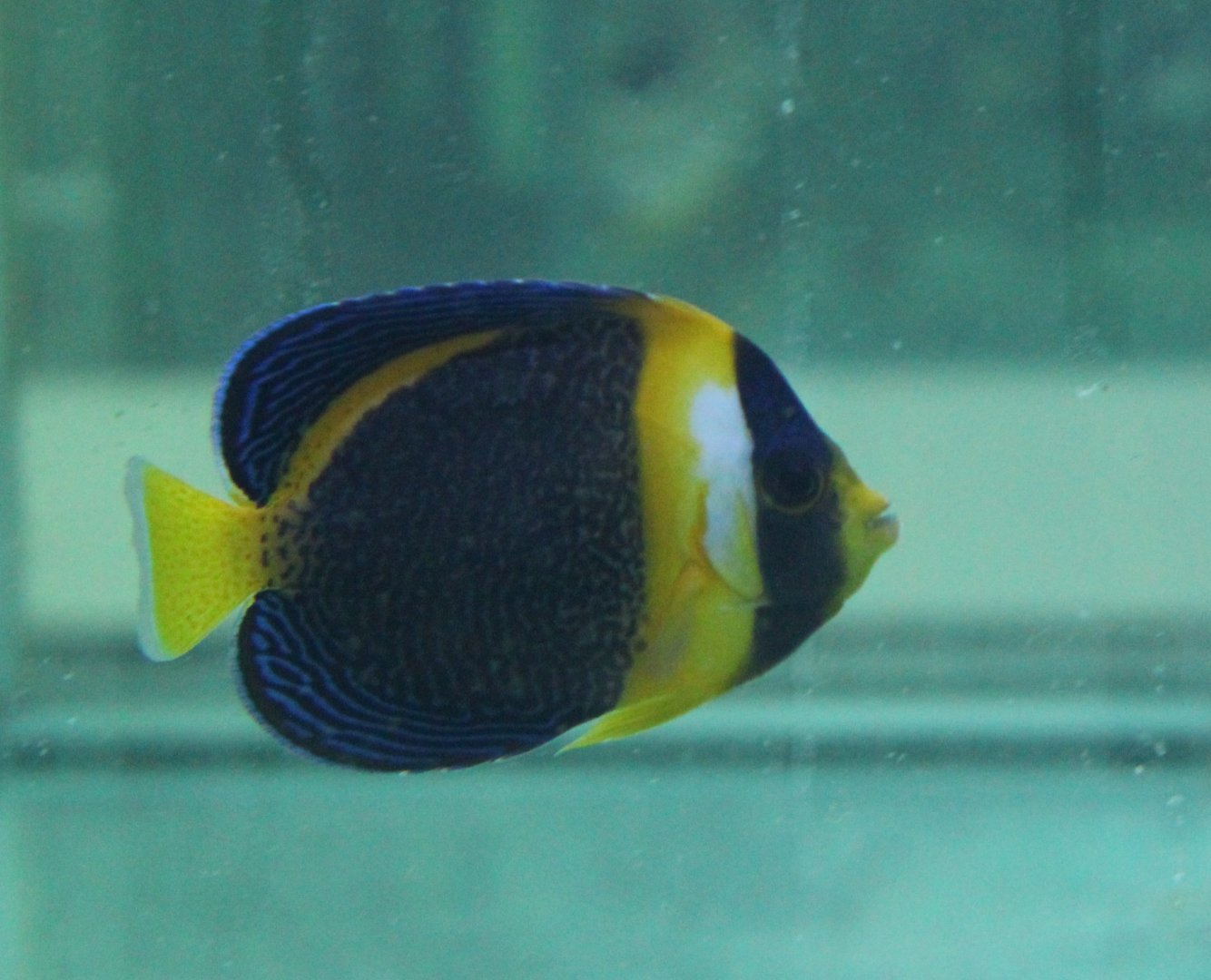 Scribbled angelfish - Chaetodontoplus duboulayi