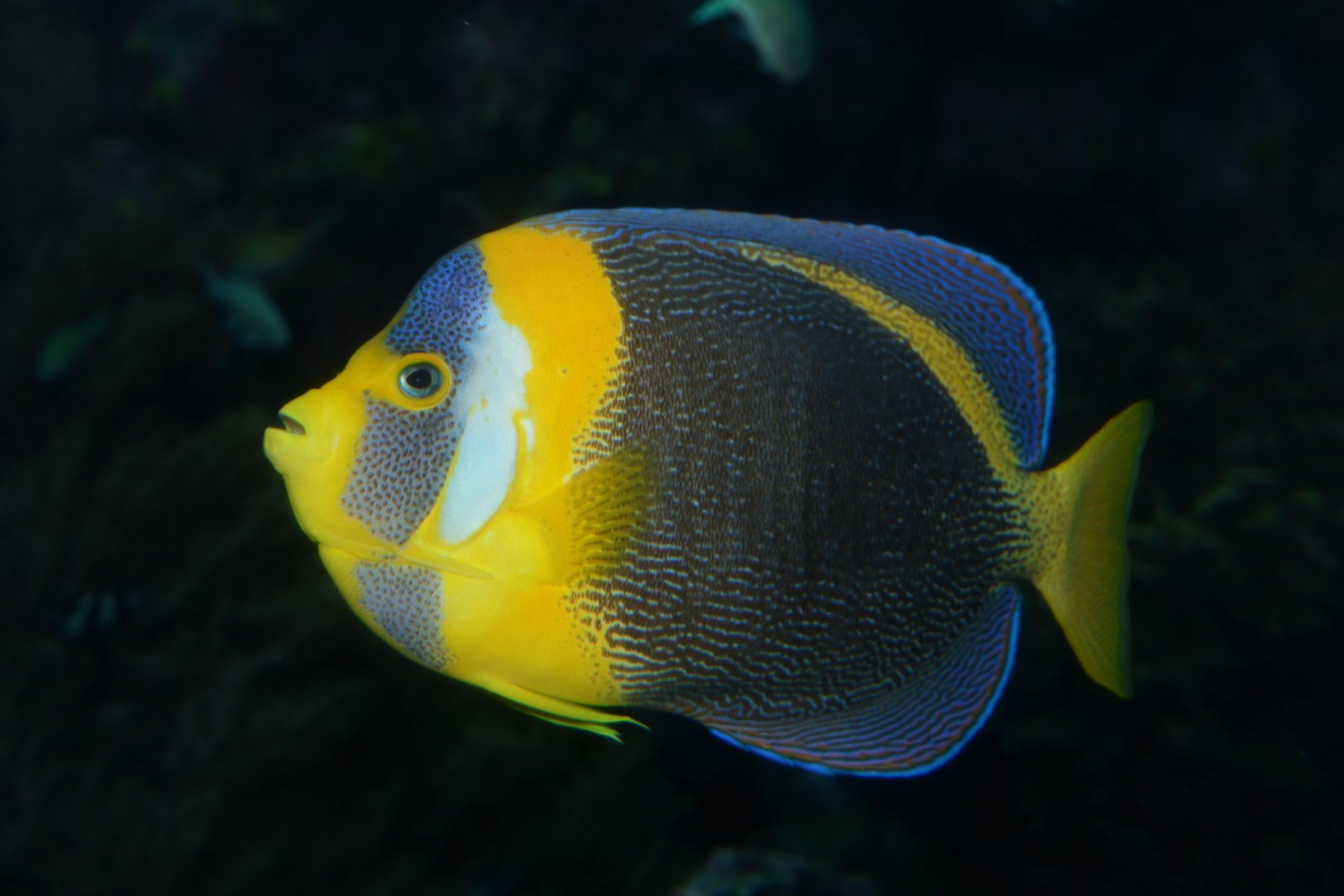 Scribbled angelfish (Chaetodontoplus duboulayi)