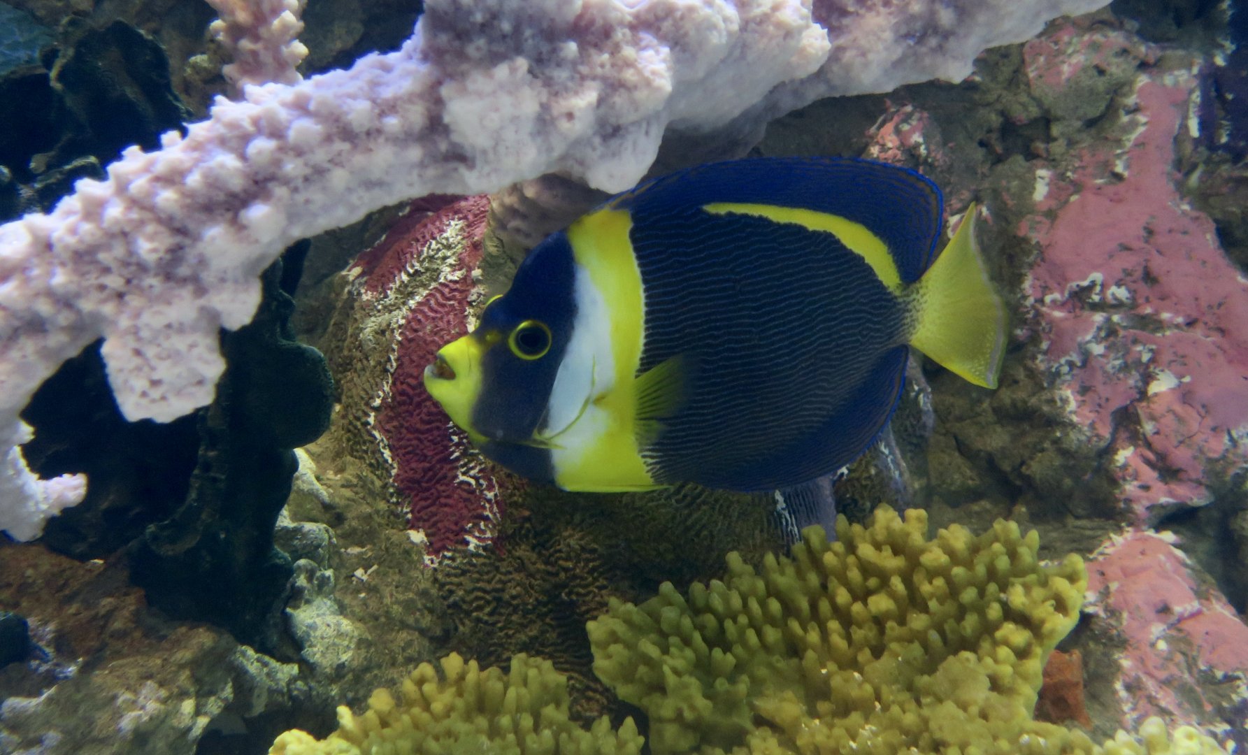 Scribbled Angelfish (Chaetodontoplus duboulayi)