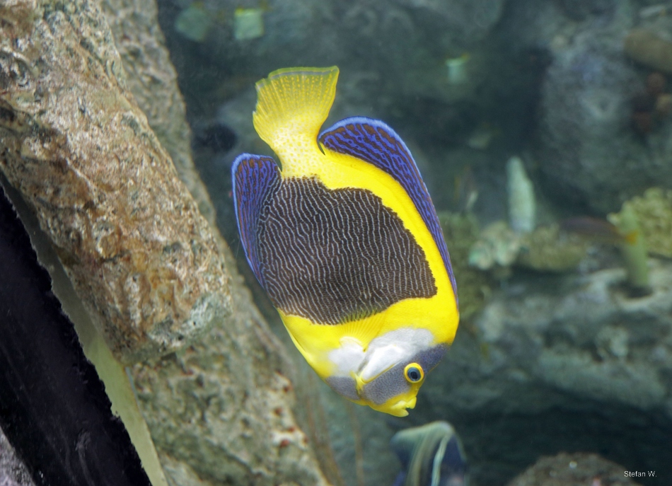 Scribbled angelfish (Chaetodontoplus duboulayi)
