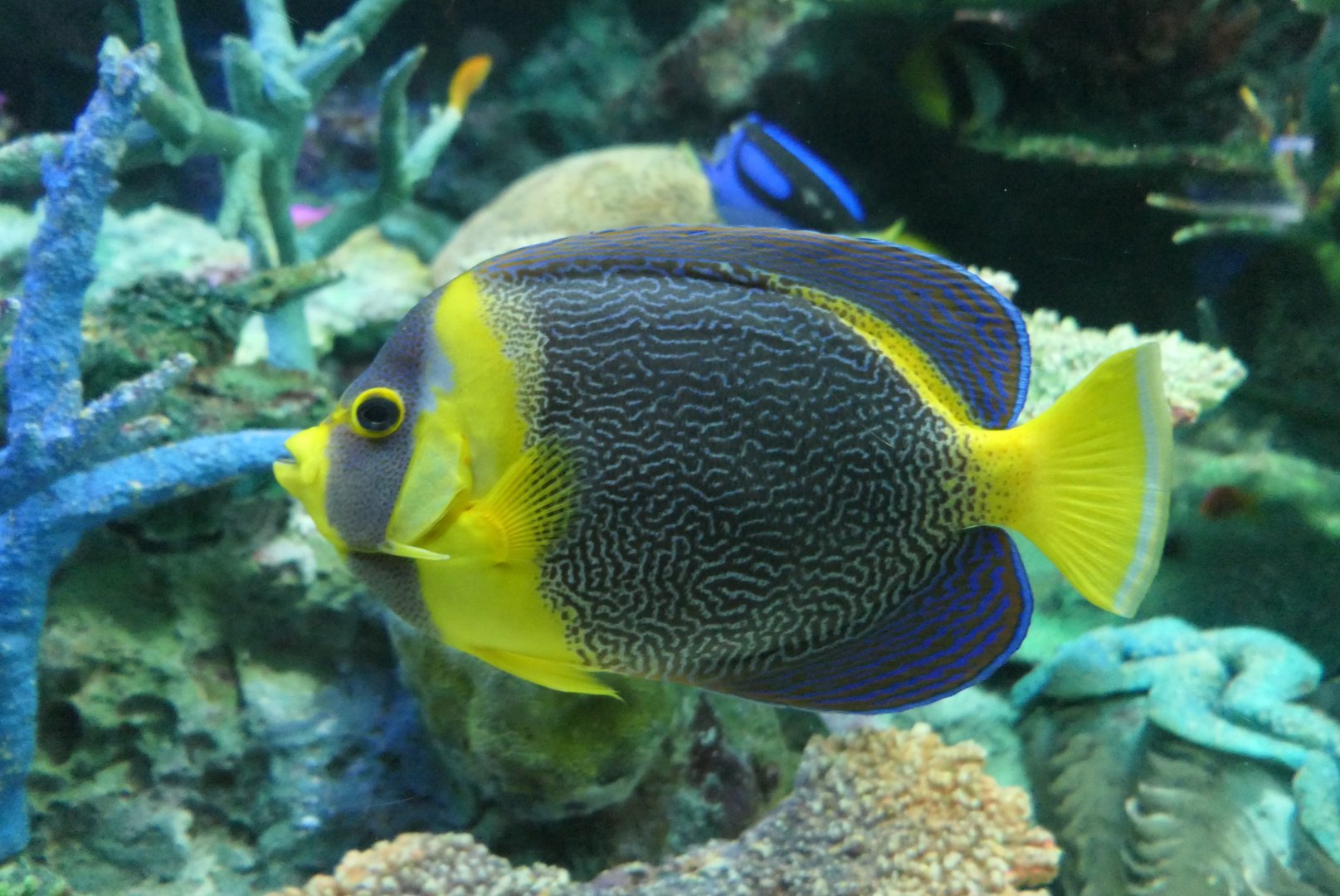 Scribbled Angelfish (Chaetodontoplus duboulayi)