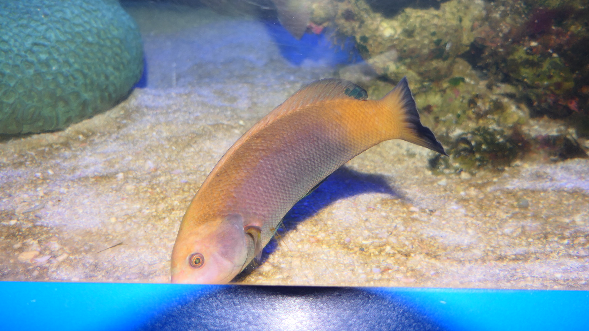 Scribbled Chisel-tooth Wrasse (Anampses geographicus) initial phase