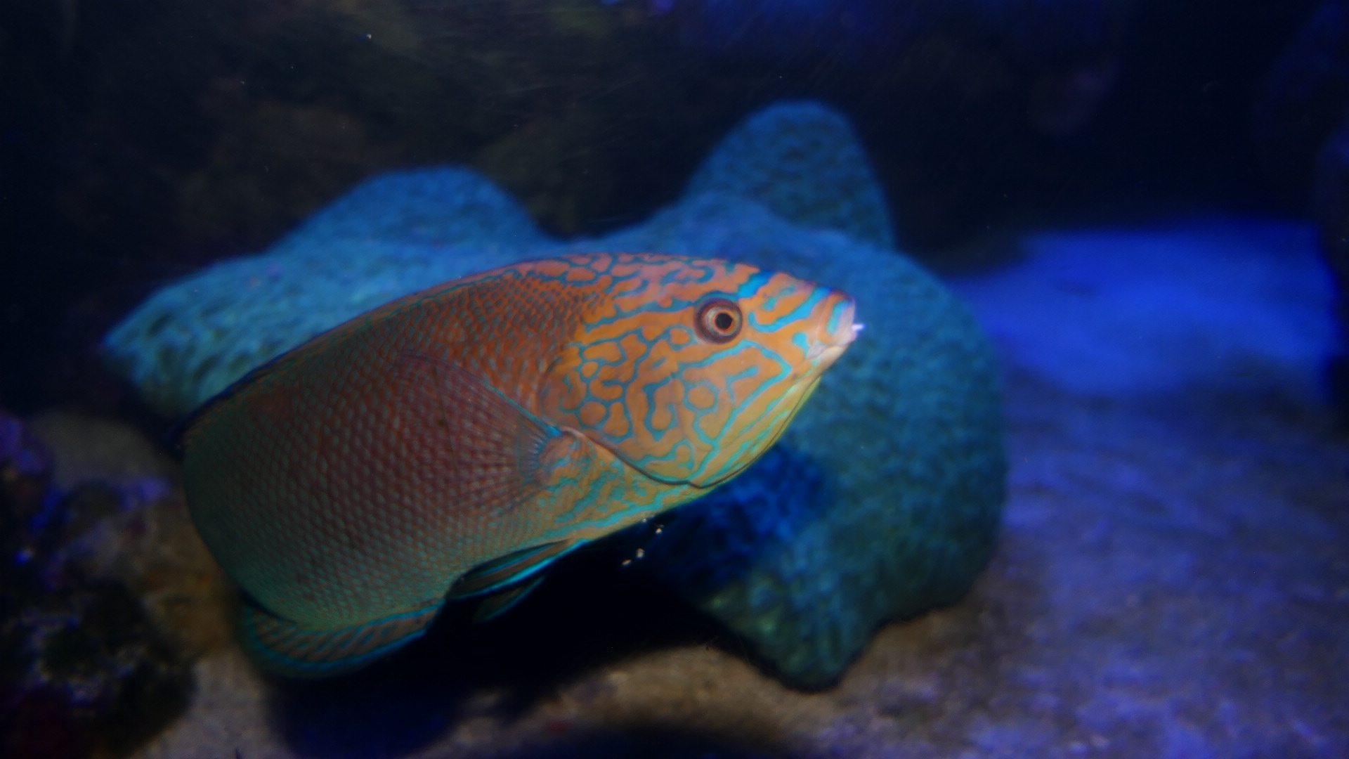 Scribbled Chisel-tooth Wrasse (Anampses geographicus) terminal phase