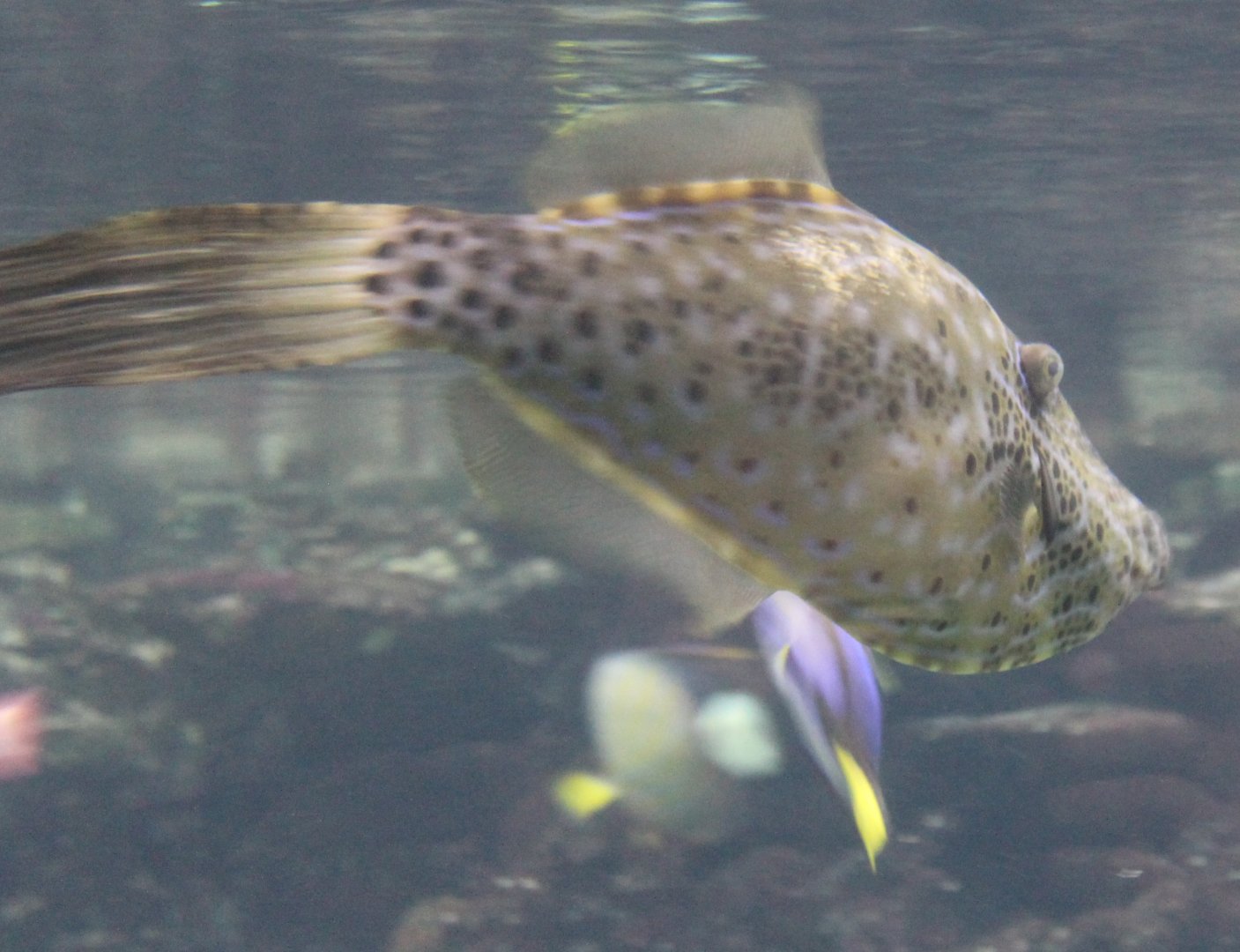 Scribbled Filefish - Aluterus scriptus