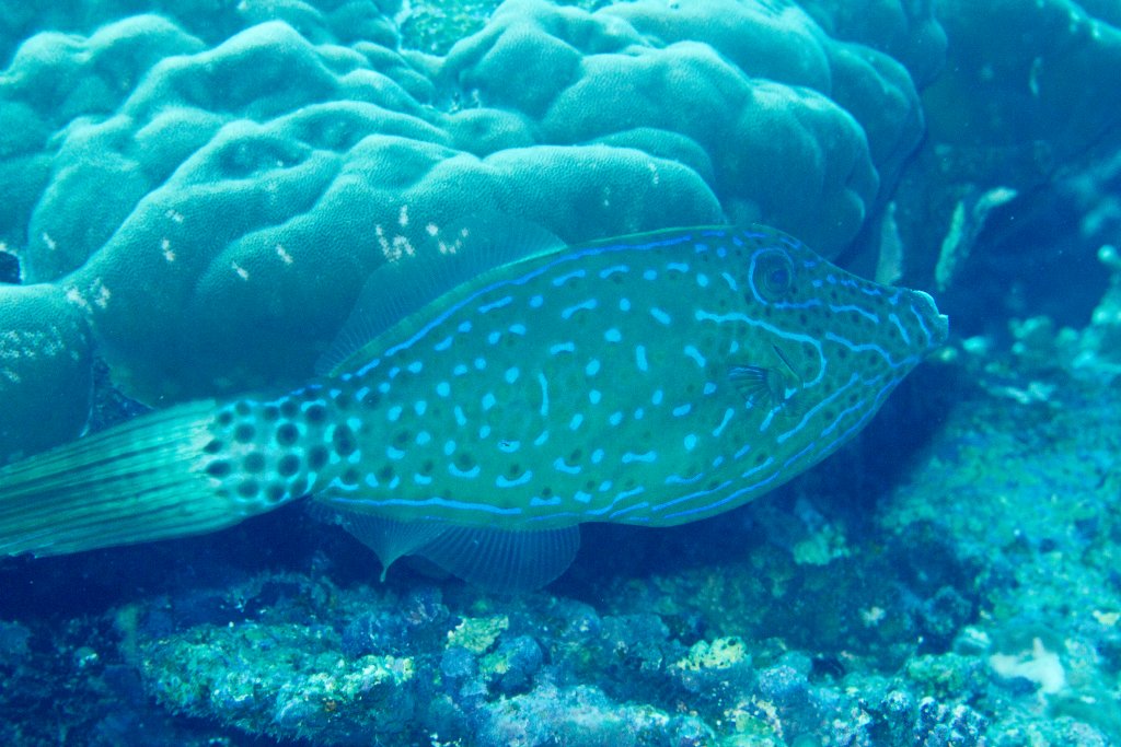 Scribbled Filefish