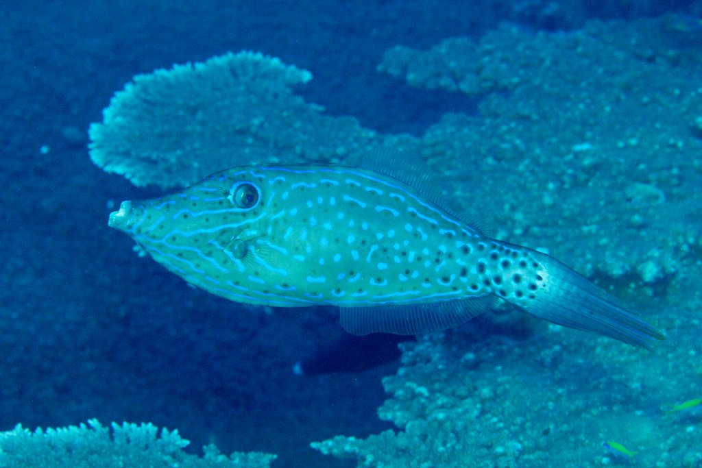 Scribbled Filefish