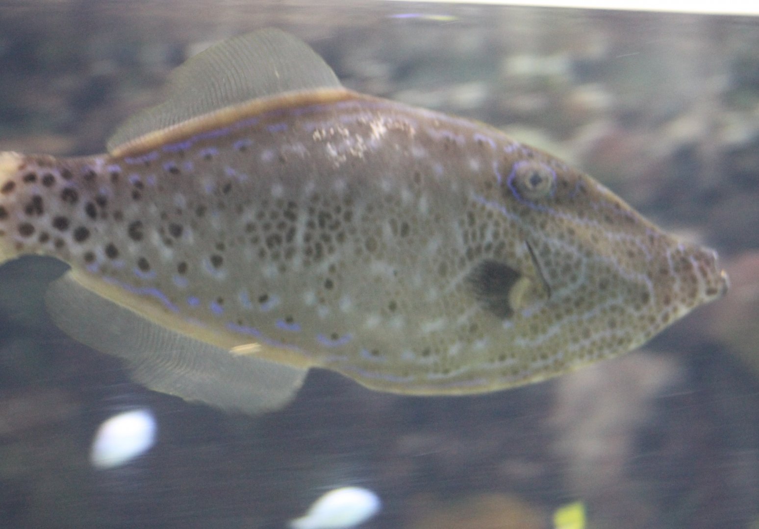 Scribbled leatherjacket filefish - Aluterus scriptus