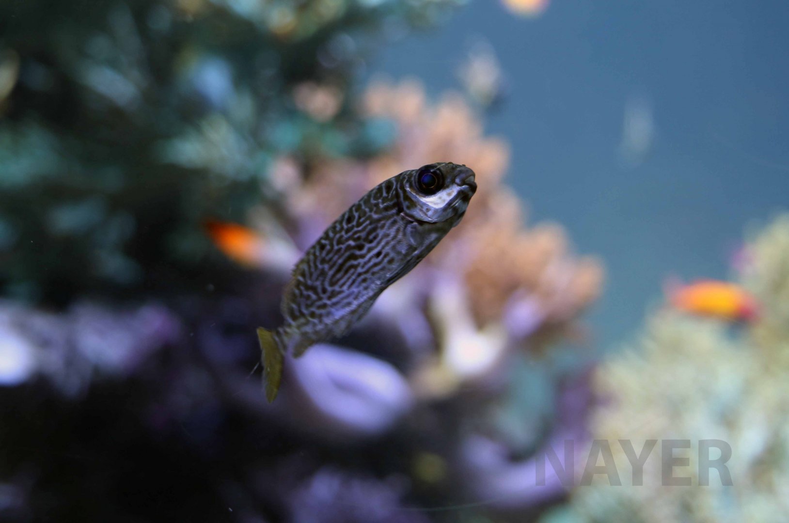 Scribbled rabbitfish, October 2017