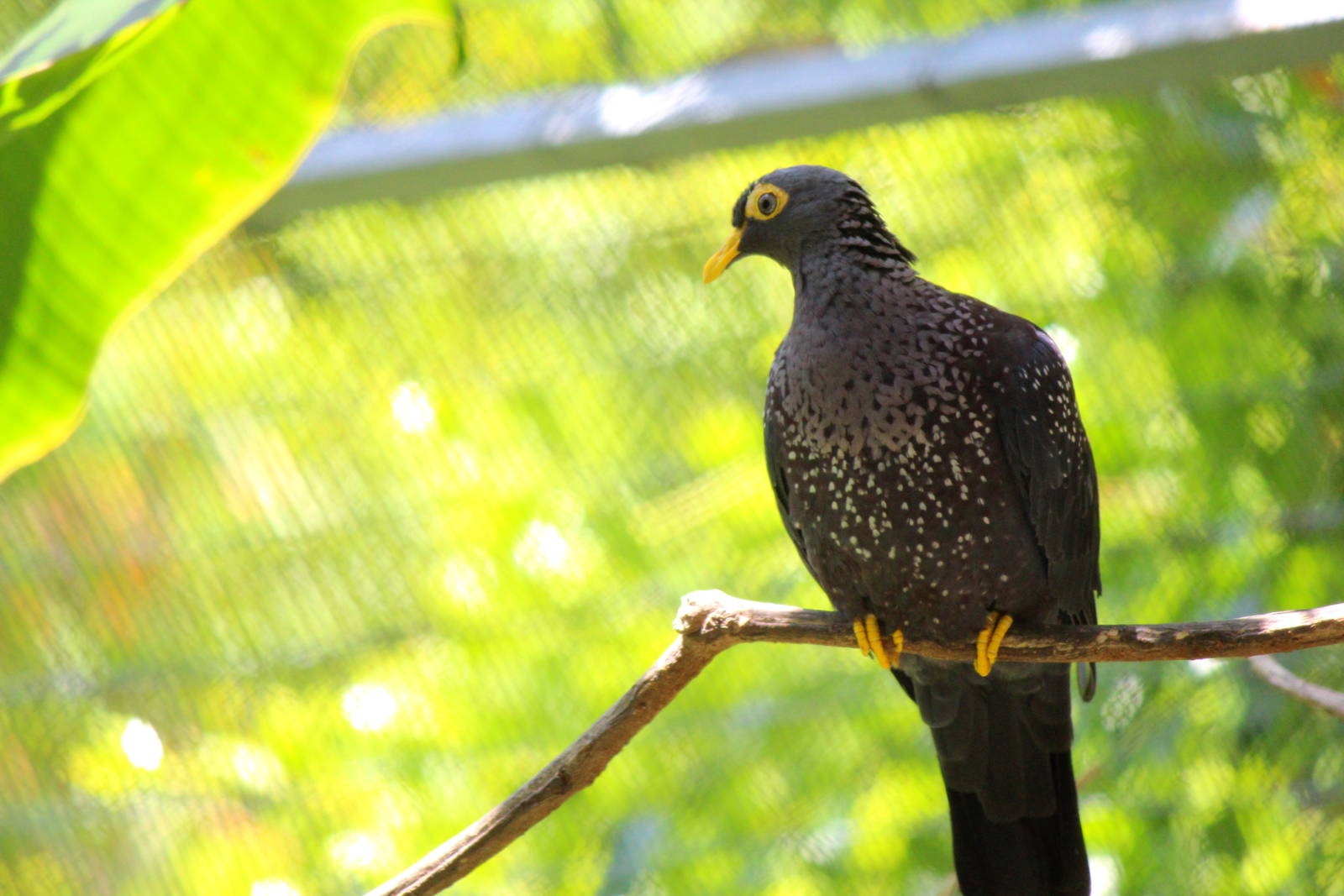 Scripps Aviary - African Olive Pigeon