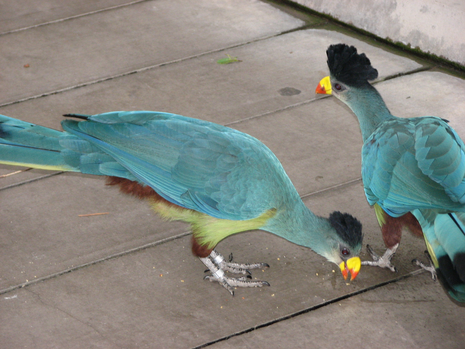 Scripps Aviary - Great Blue Turaco