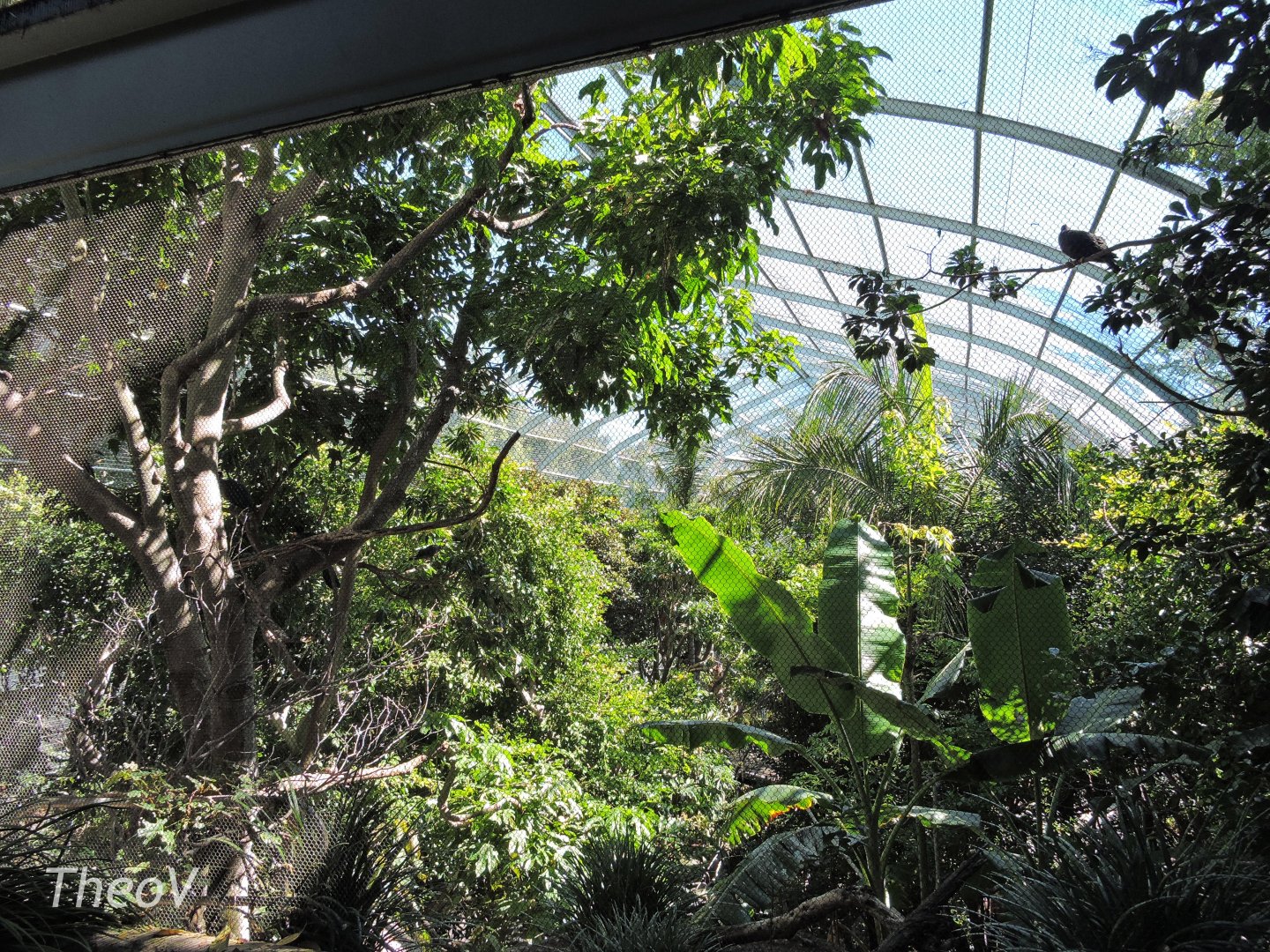 Scripps Aviary - Lost Forest [2015]