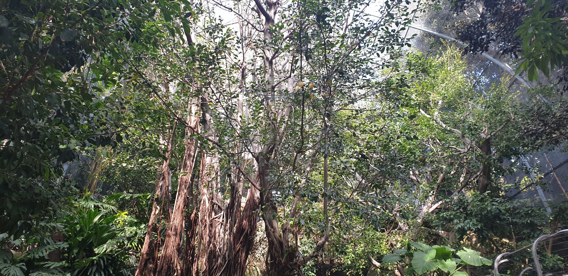 Scripps Aviary, Lost Forest