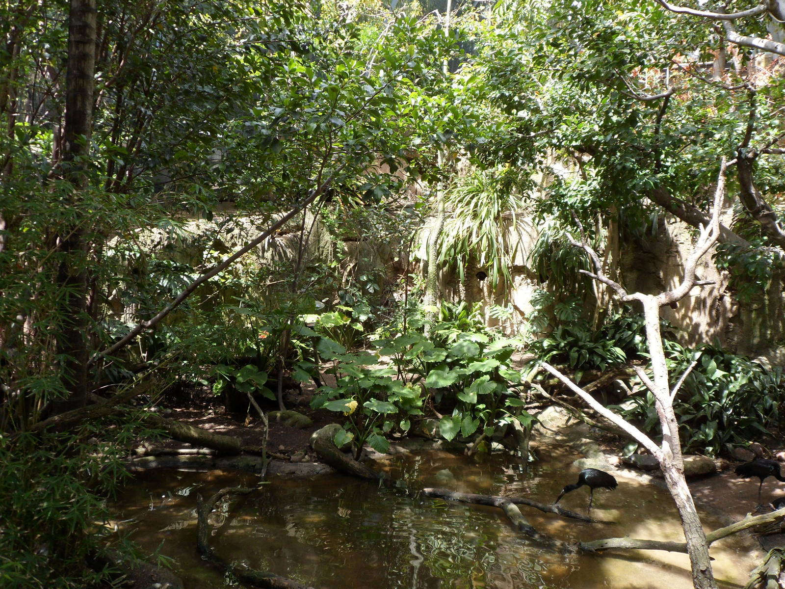 Scripp's Aviary Pond