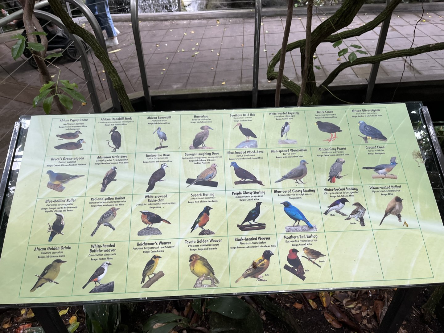 Scripp’s Aviary Signage