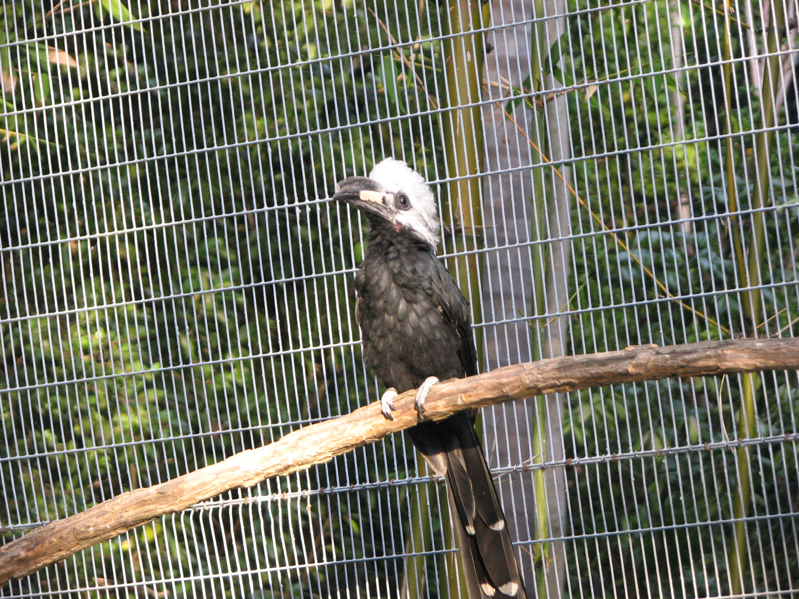 Scripps Aviary - West African Long-Tailed Hornbill