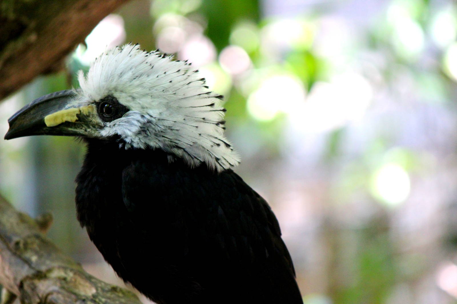 Scripps Aviary - West African Long tailed Hornbill
