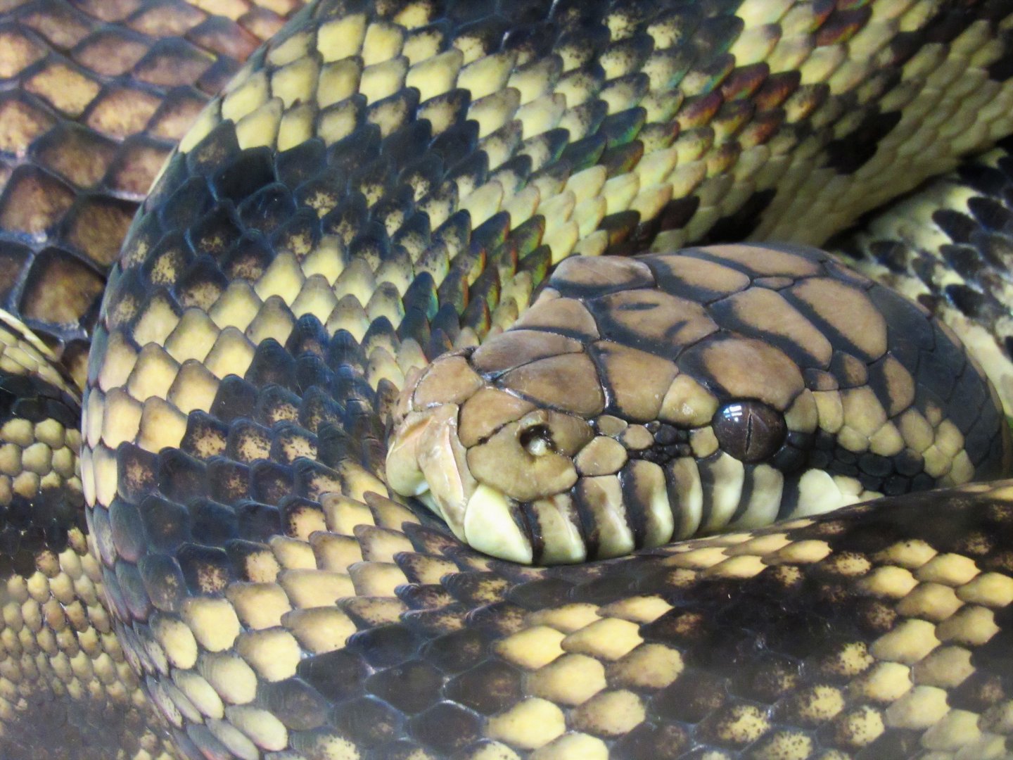 Scrub/amethystine python