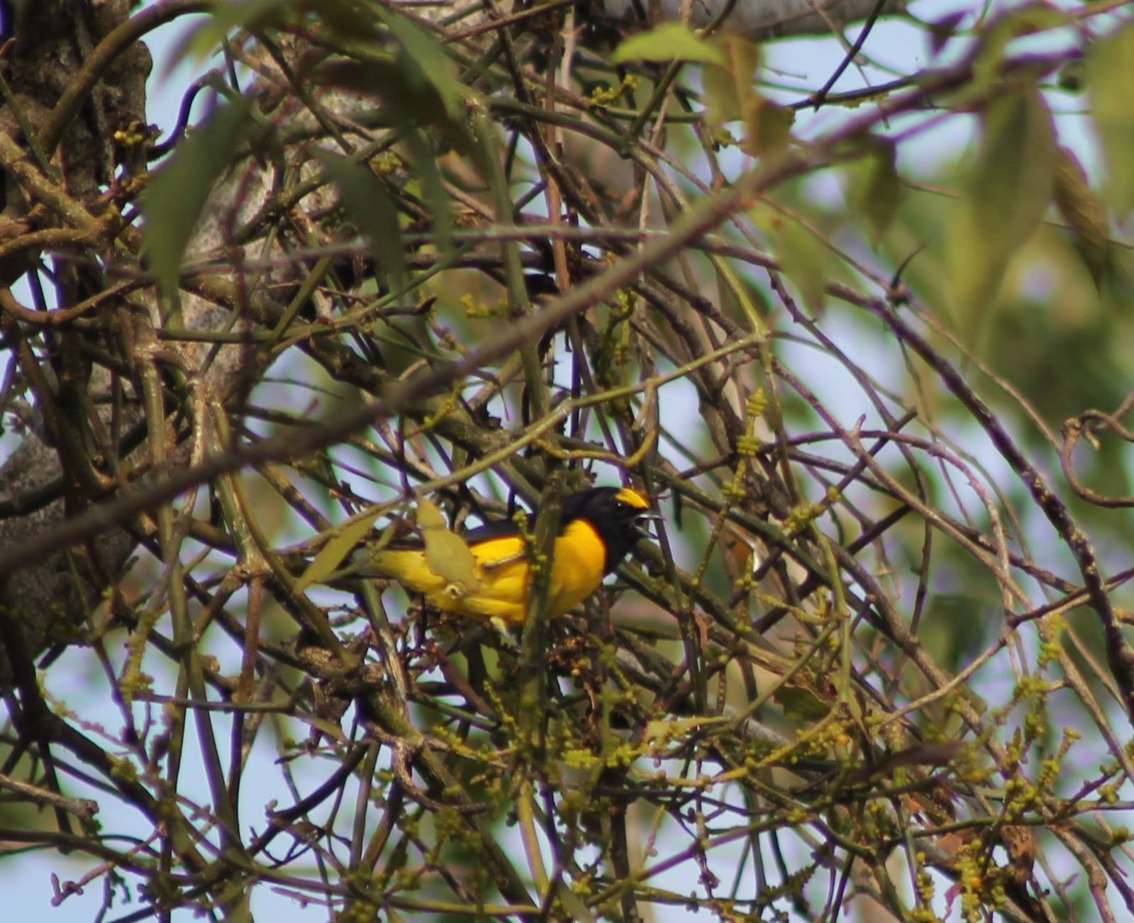Scrub euphonia
