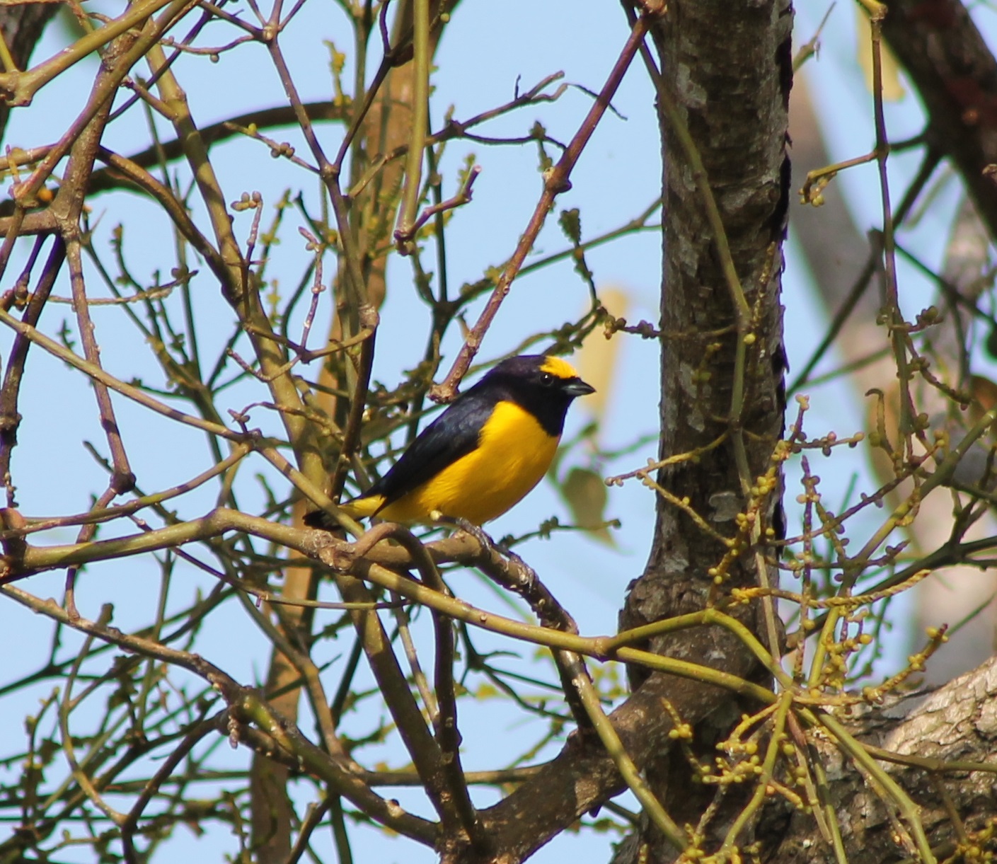 Scrub euphonia