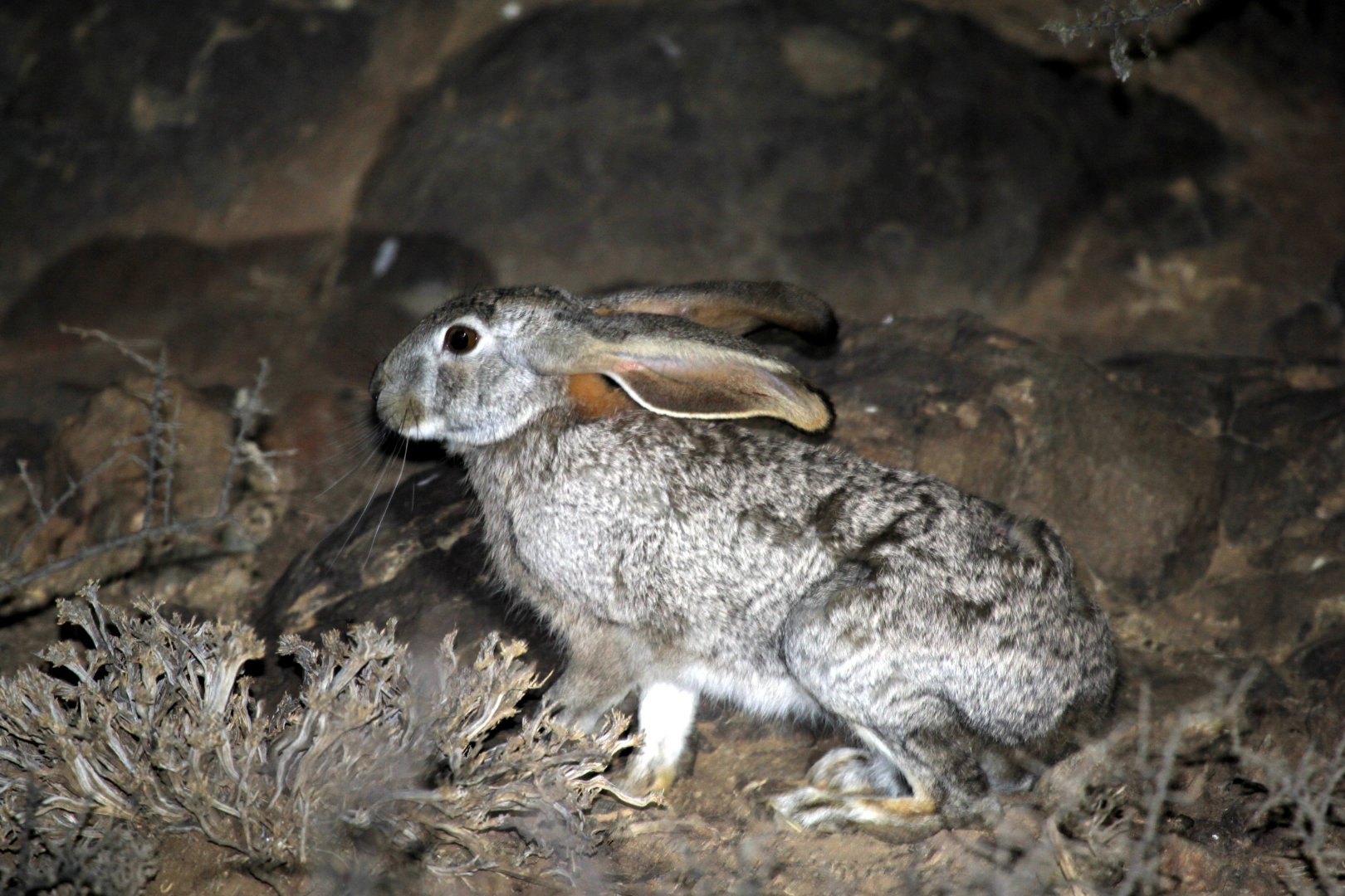 scrub hare (Lepus saxatilis)