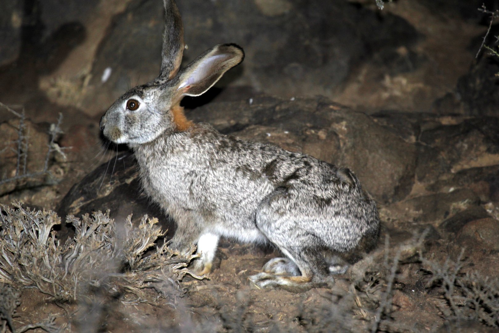 scrub hare (Lepus saxatilis)
