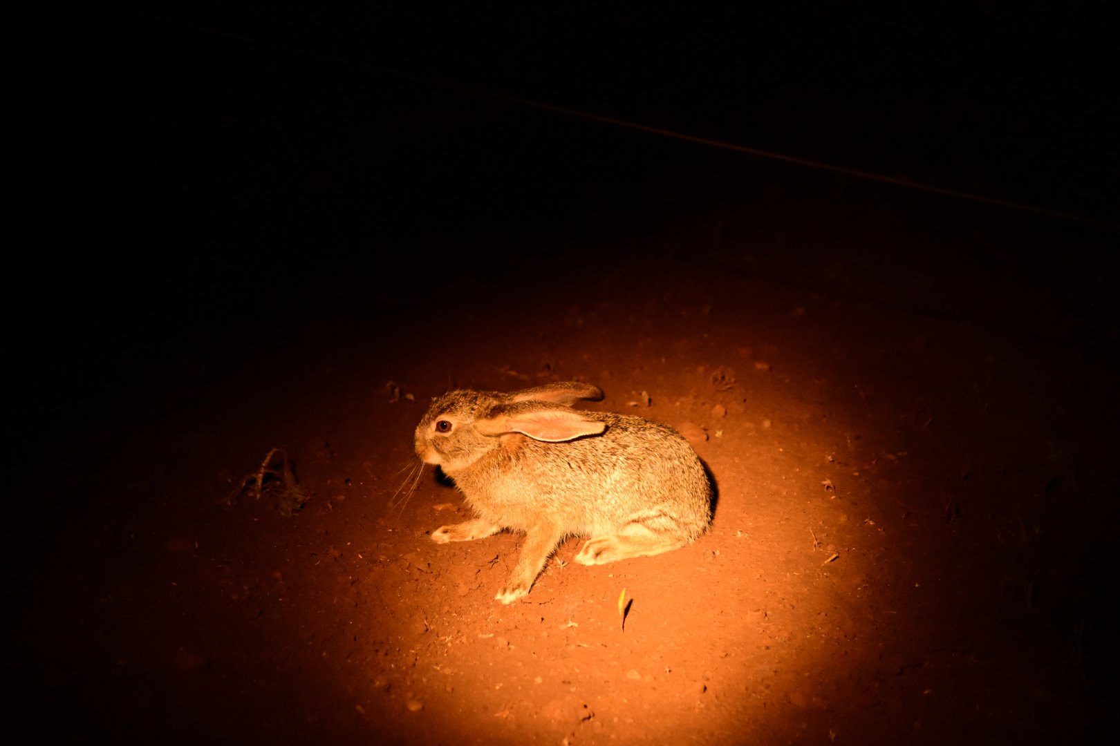 Scrub hare (Lepus saxatilis)