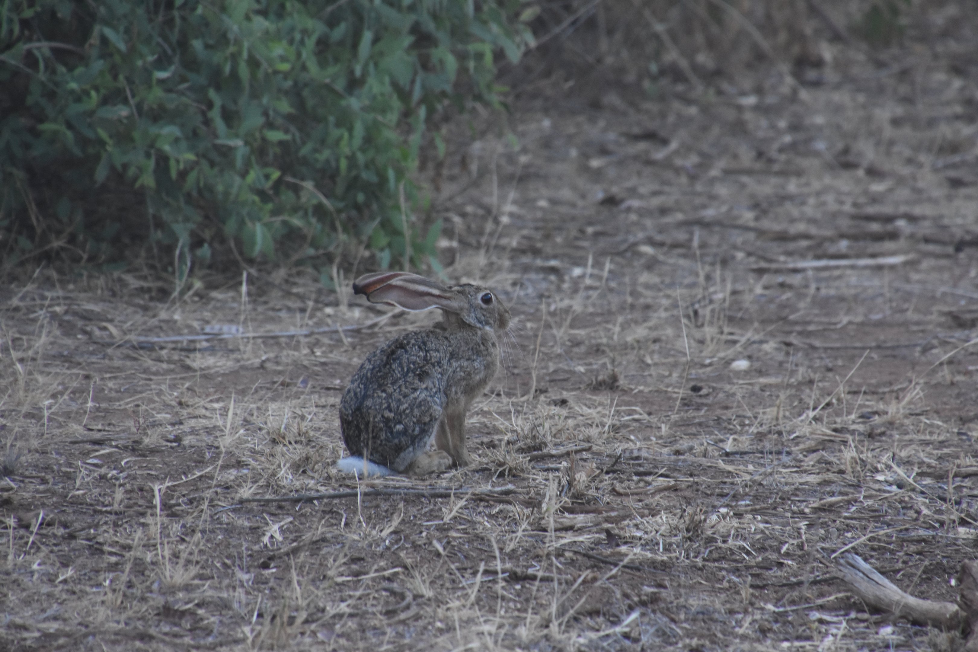 Scrub hare