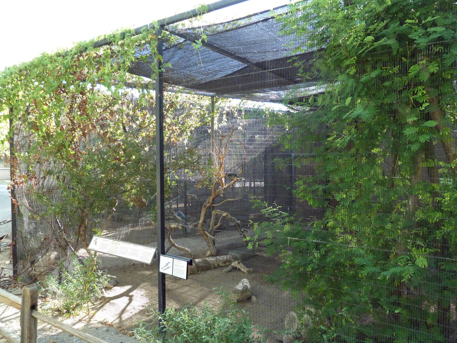 Scrub Jay/Burrowing Owl Exhibit