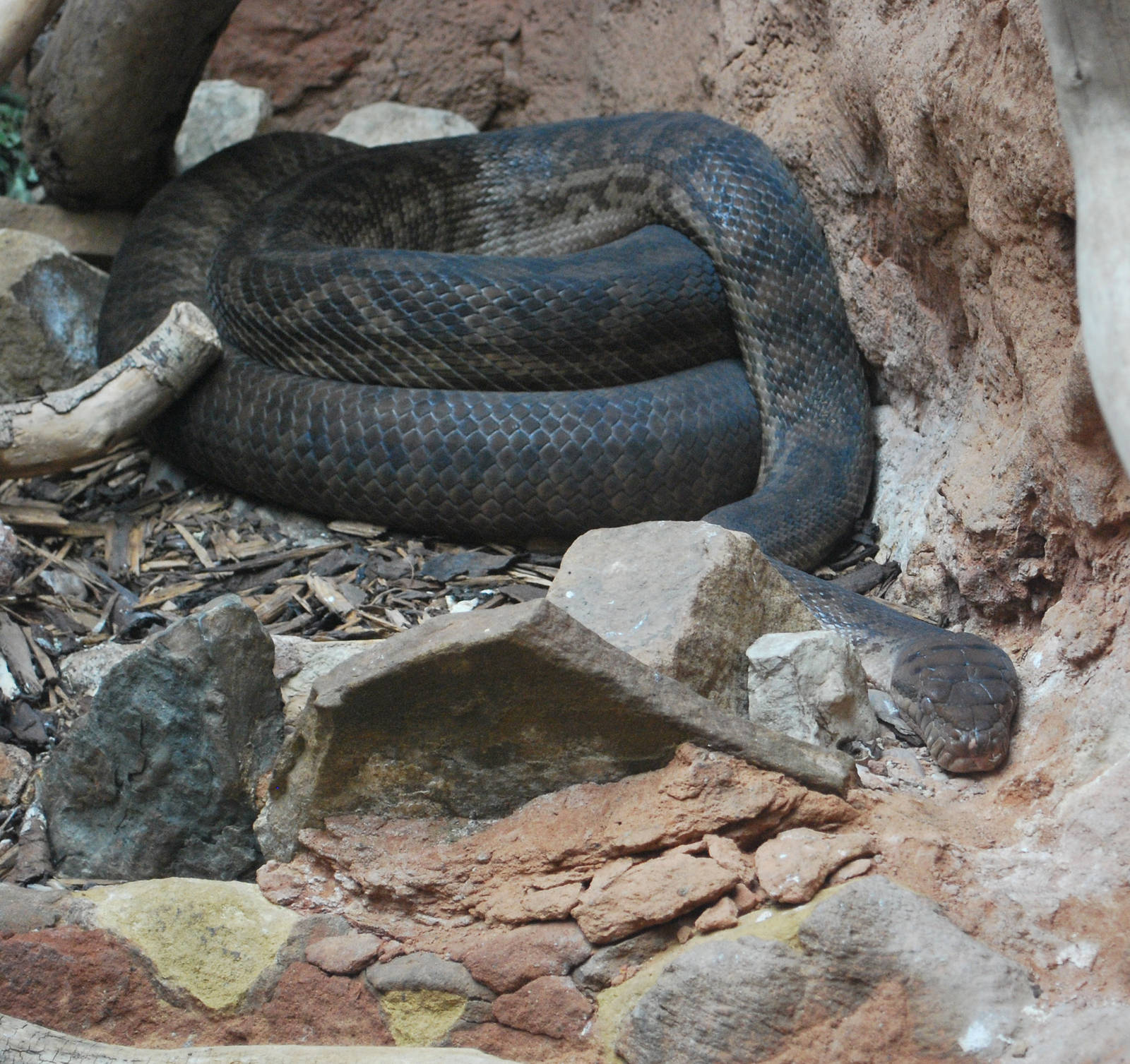 SCRUB OR AMETHYSTINE PYTHON