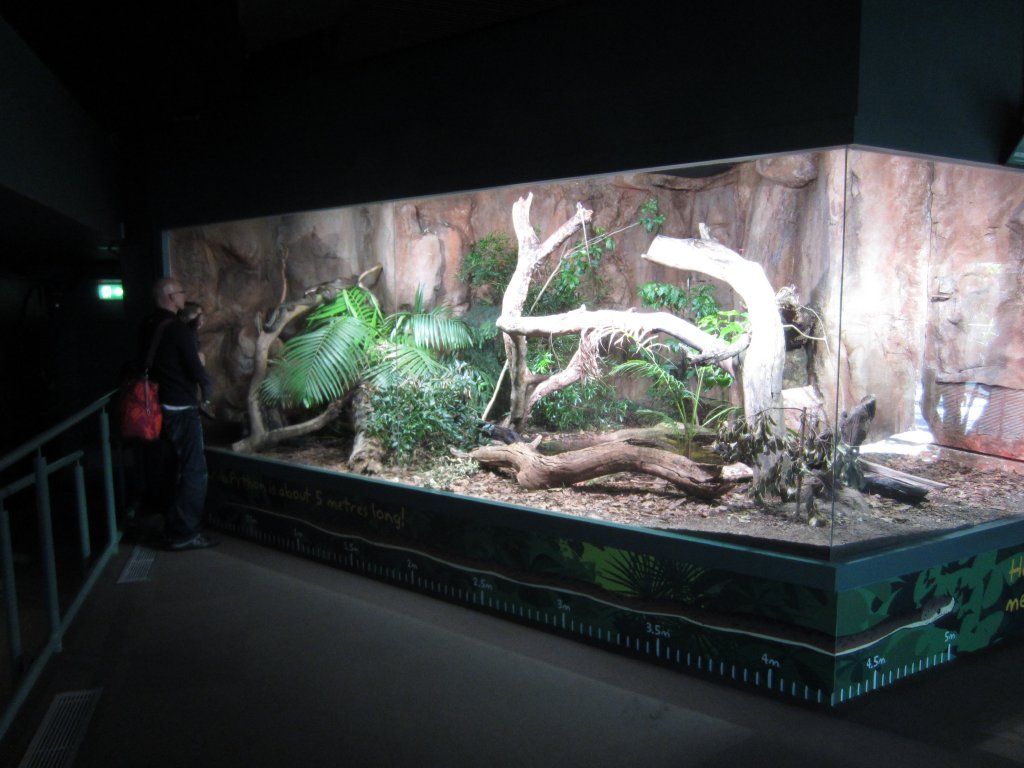 Scrub Python enclosure