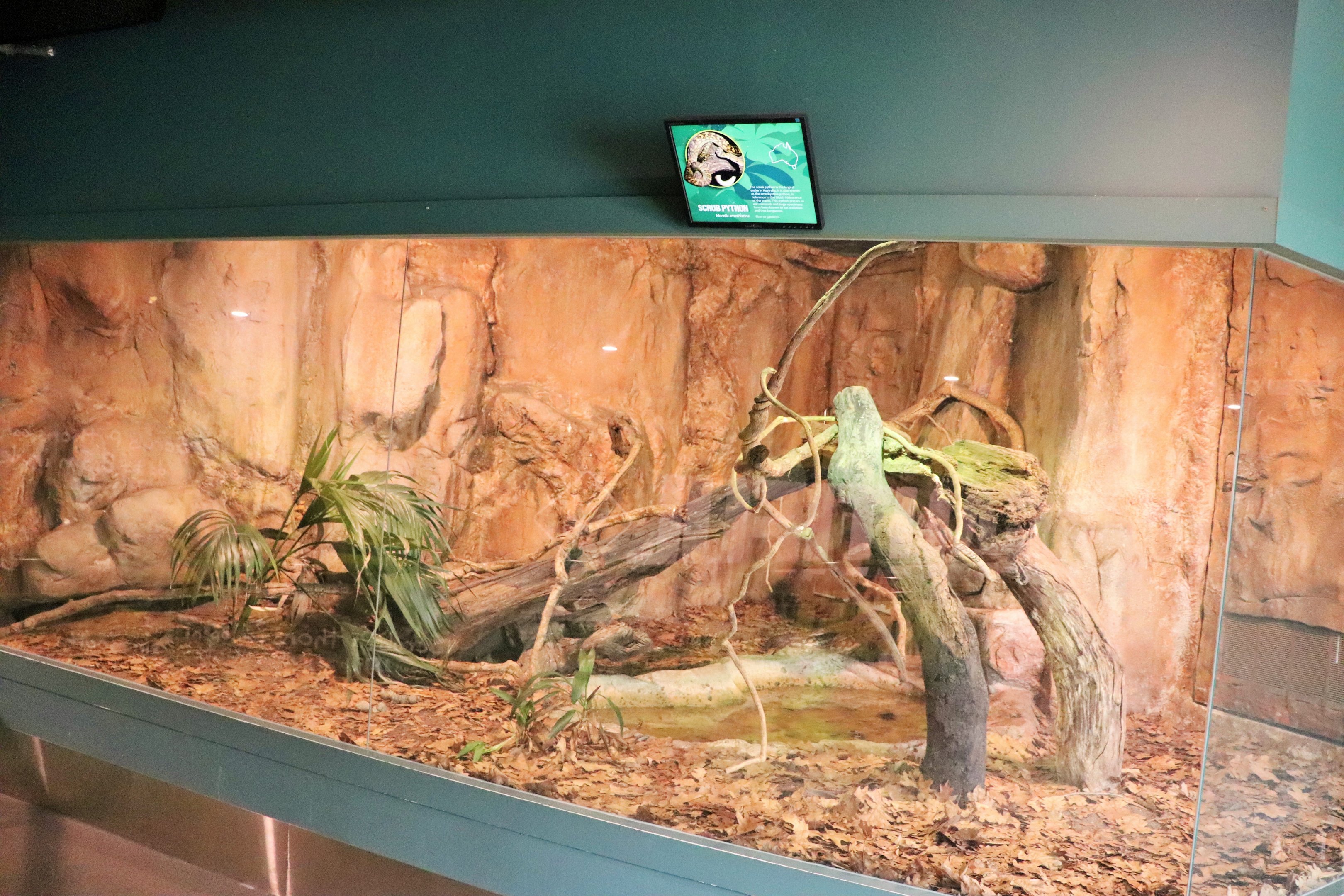 Scrub Python Enclosure