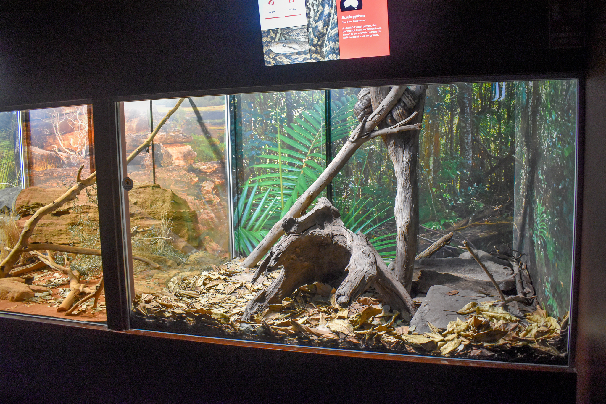 Scrub Python Enclosure