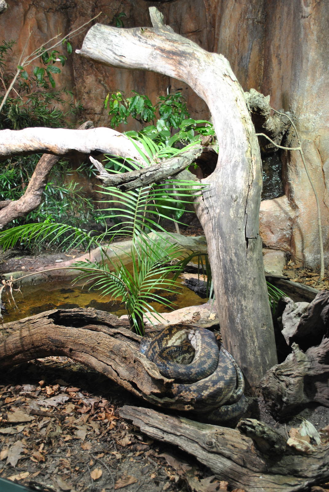 Scrub Python Exhibit 11/2012