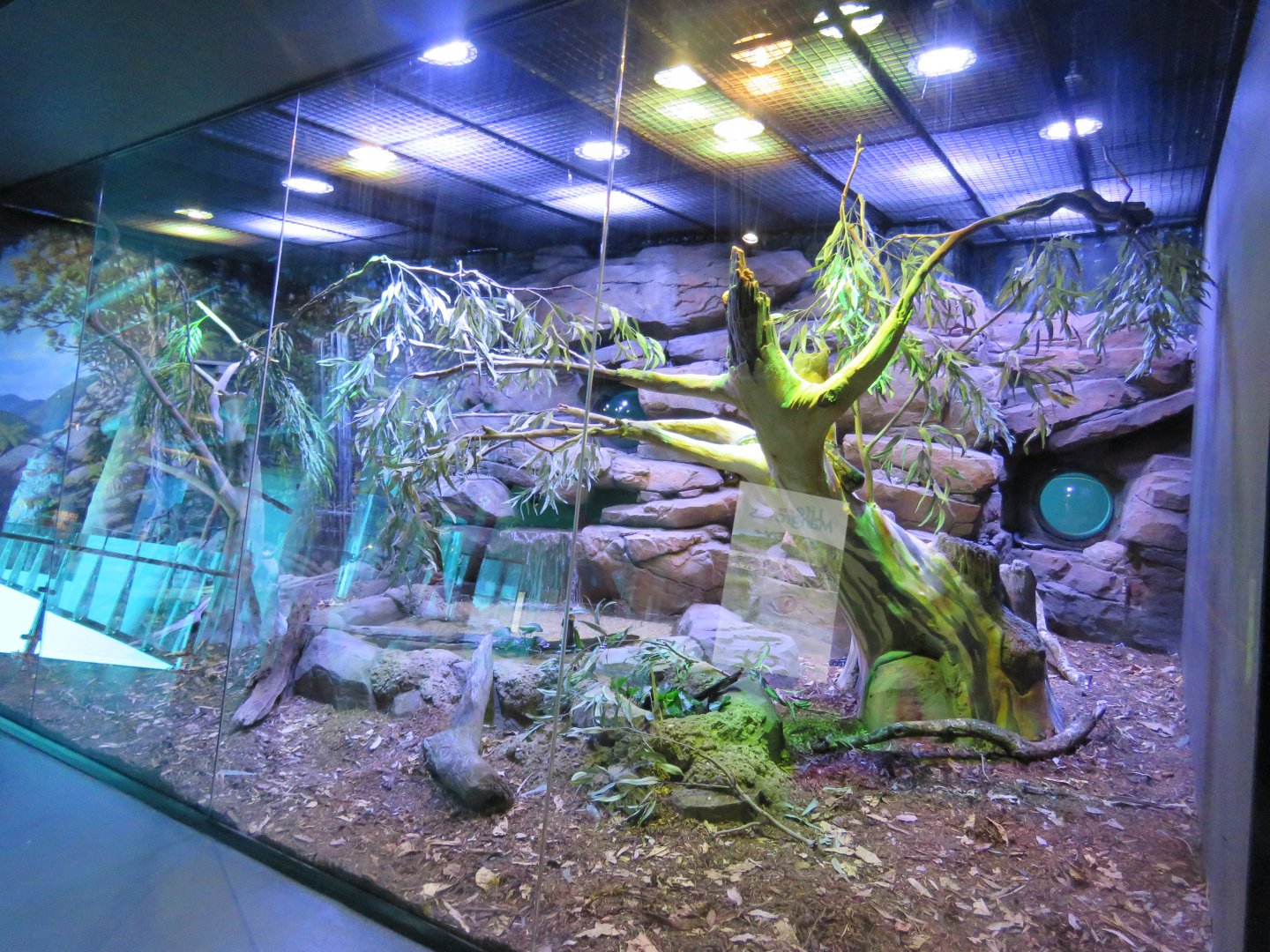 Scrub python exhibit