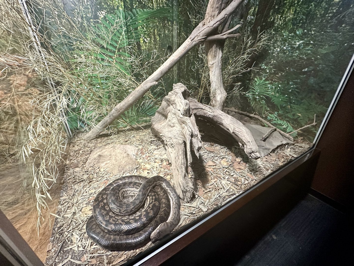 Scrub Python Exhibit