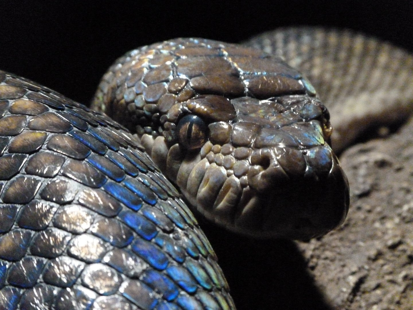 Scrub python -Faunia (2025)